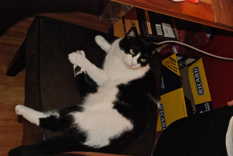 a black and white cat laying on a chair