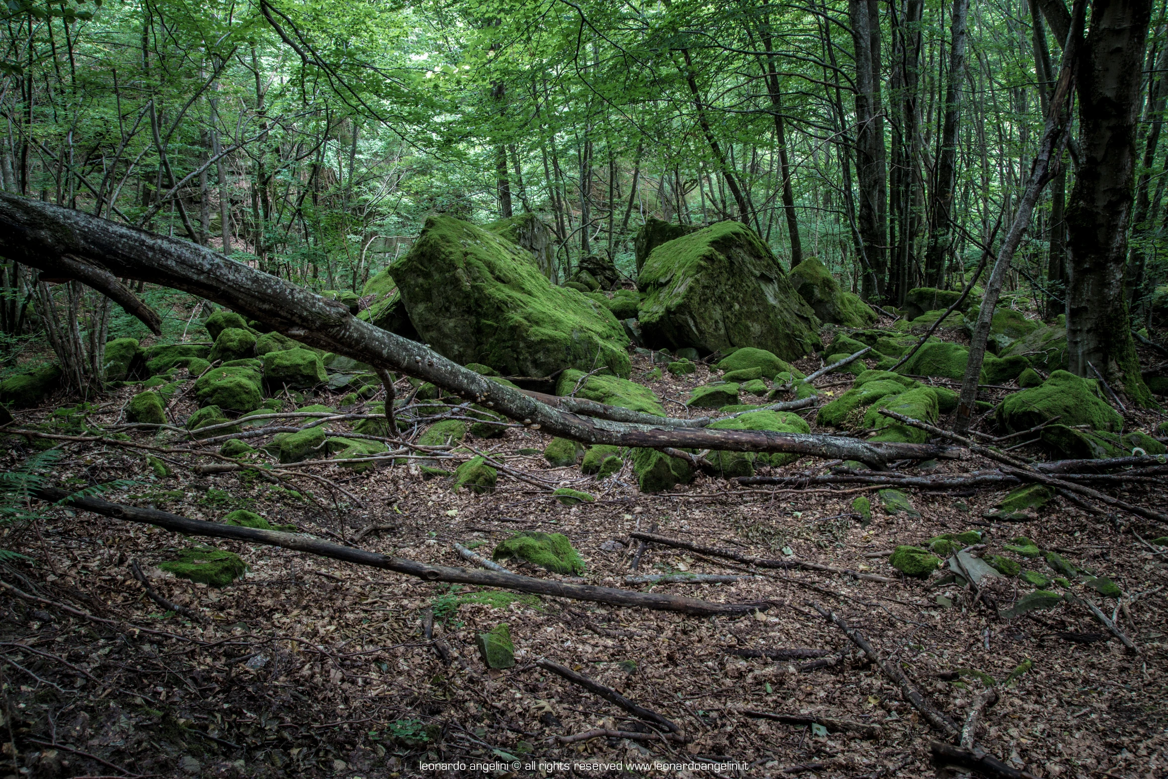 the area with green moss covered rocks and tree trunks