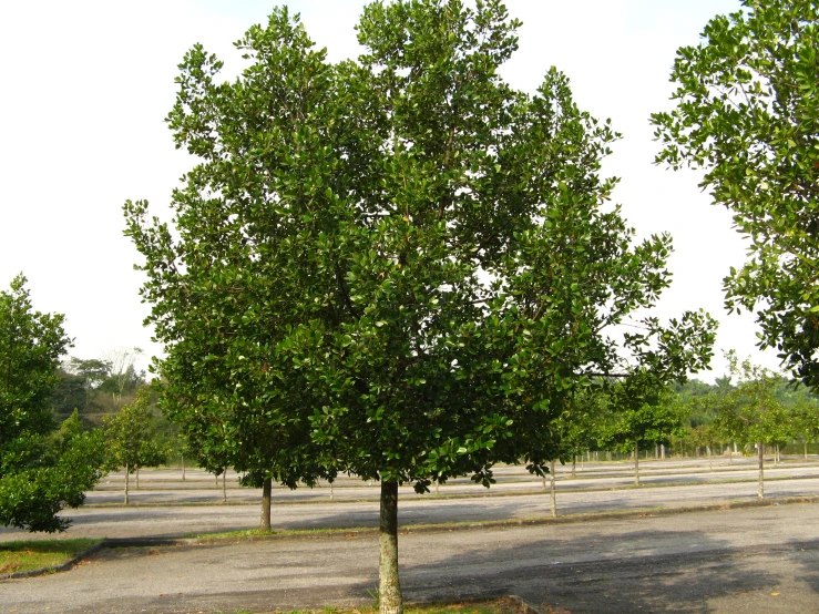 a park has a path lined with trees and other trees