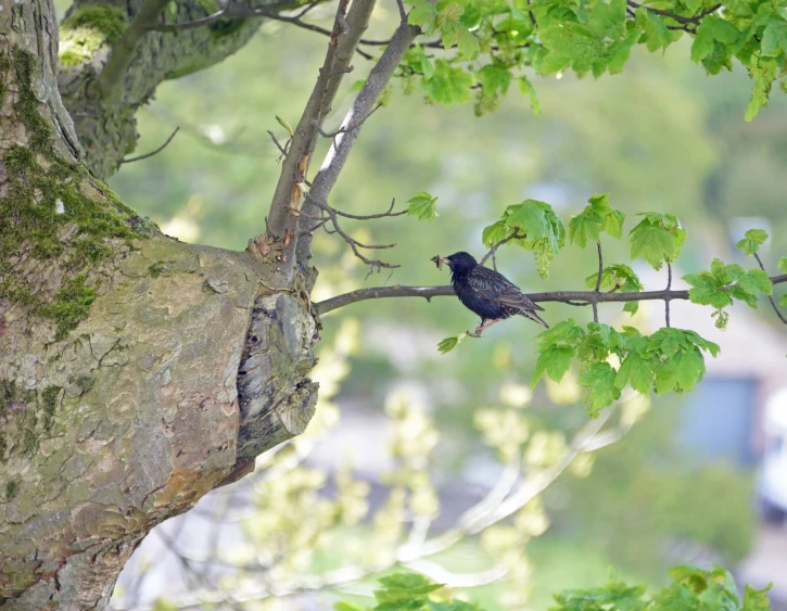 a bird on a nch in the middle of a tree