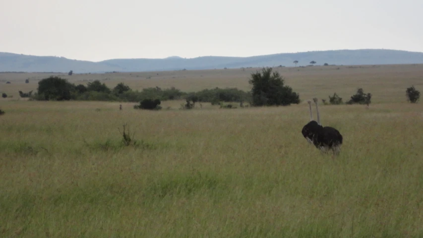 an ostrich walking through the field with trees