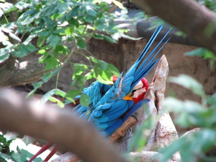 two birds that are standing on some logs