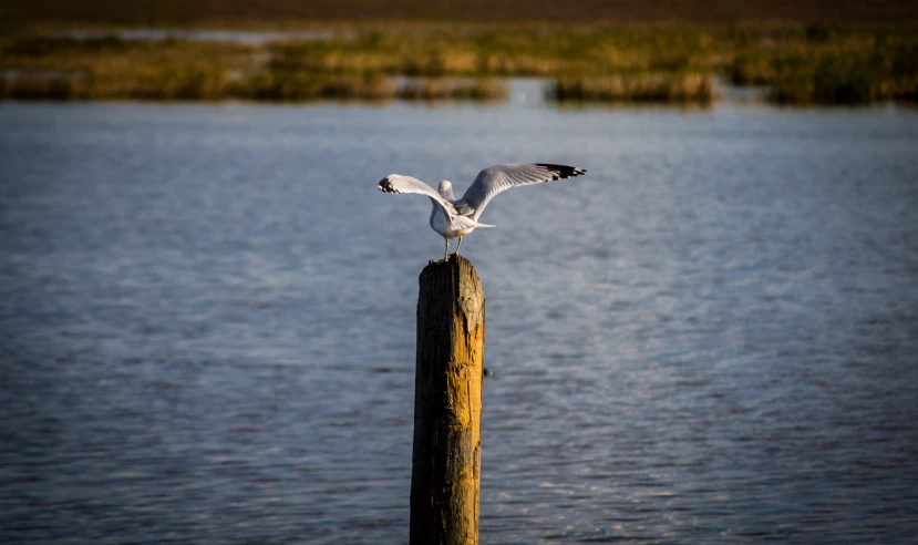 a seagull standing on a wooden post over the water