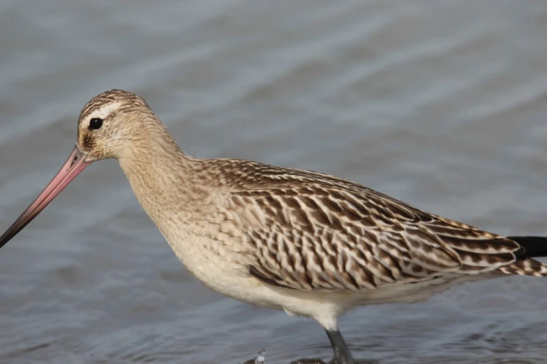 a bird stands on the shore in the water