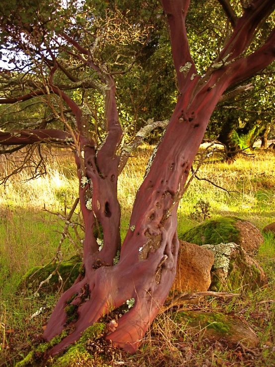 a strange looking tree near the grass in a field