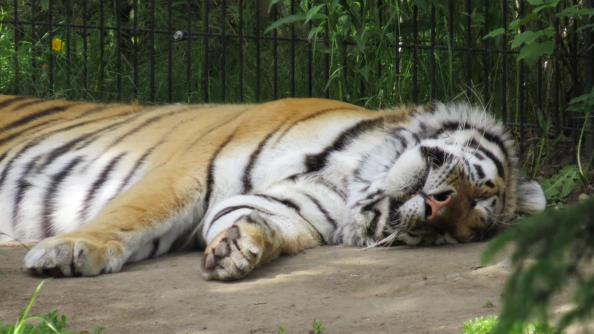 the tiger is laying down on a cement slab