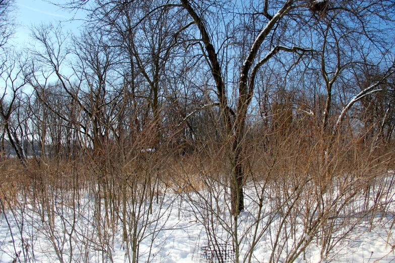 a man with skis standing in a forest