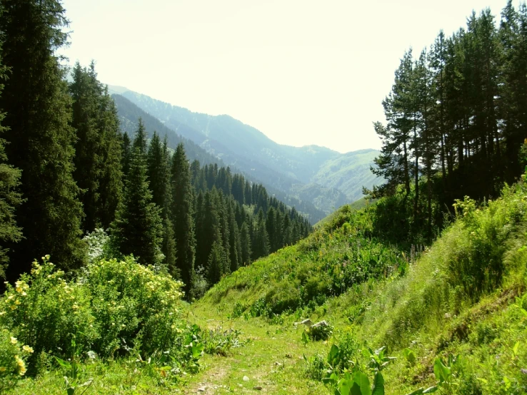 a view of the hills and trees are very beautiful