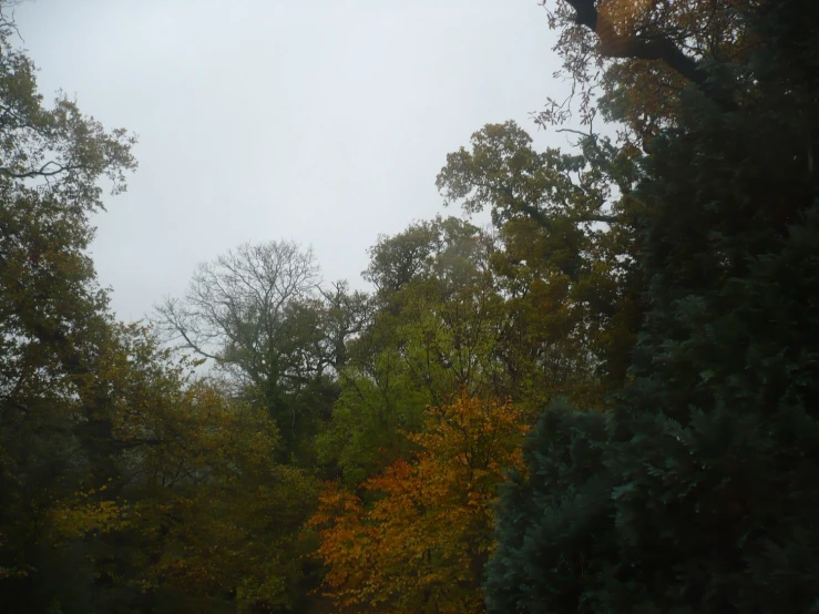 a very close up of an image of a tree covered ground