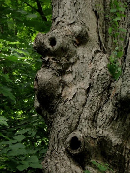 the old tree is made of a face
