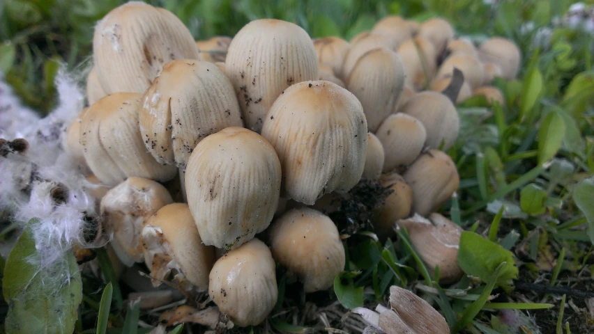 a pile of wild mushrooms is shown on the ground