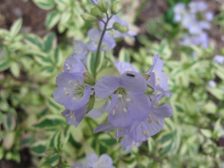 closeup of purple flowers in front of bushes