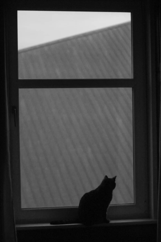 a cat that is sitting down in front of a window