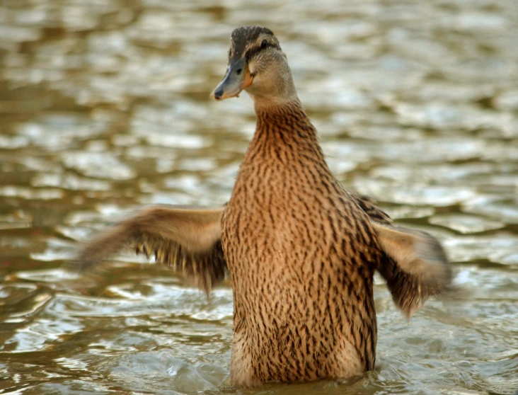 a brown duck standing in some water next to a shore