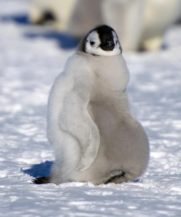 a small white penguin is standing on its back legs