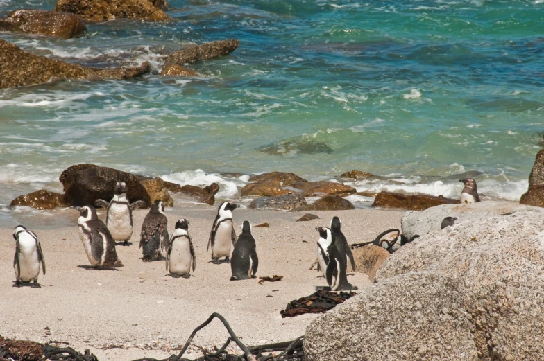 a large number of penguins stand on the beach