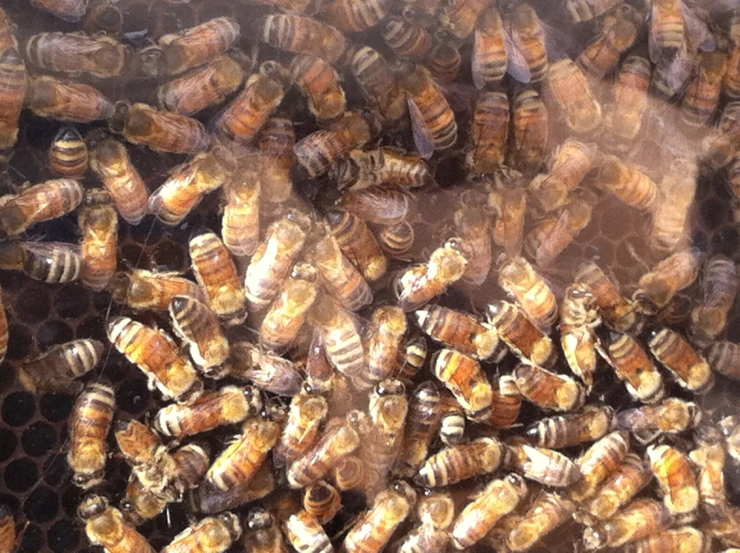 some very large and small bees inside of a beehive