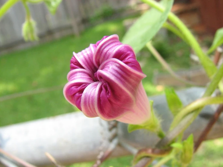 a flower that is growing next to some plants