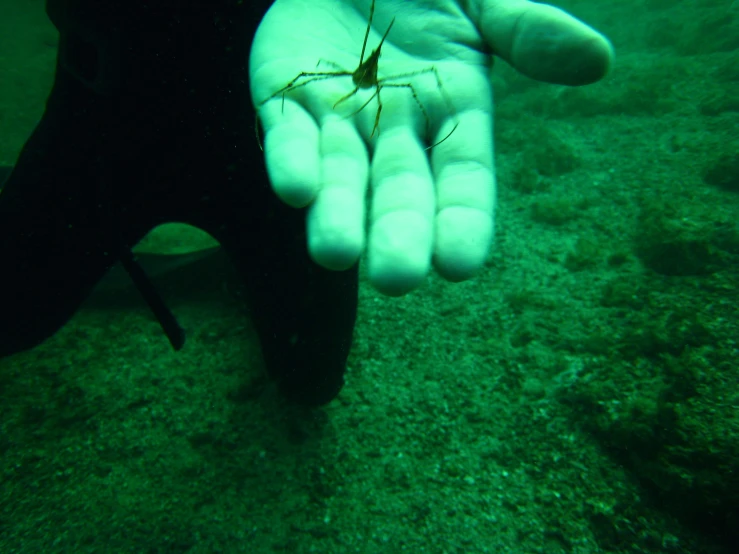 a large spider in the hand of a man in water