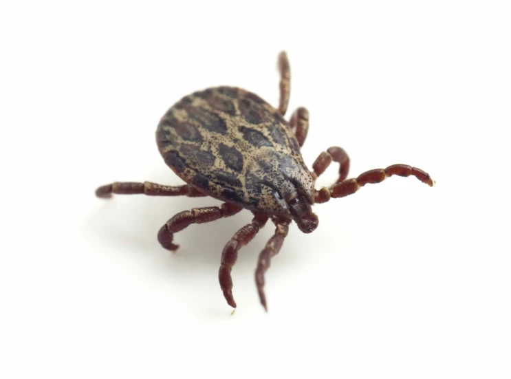 a tick that is laying on its side
