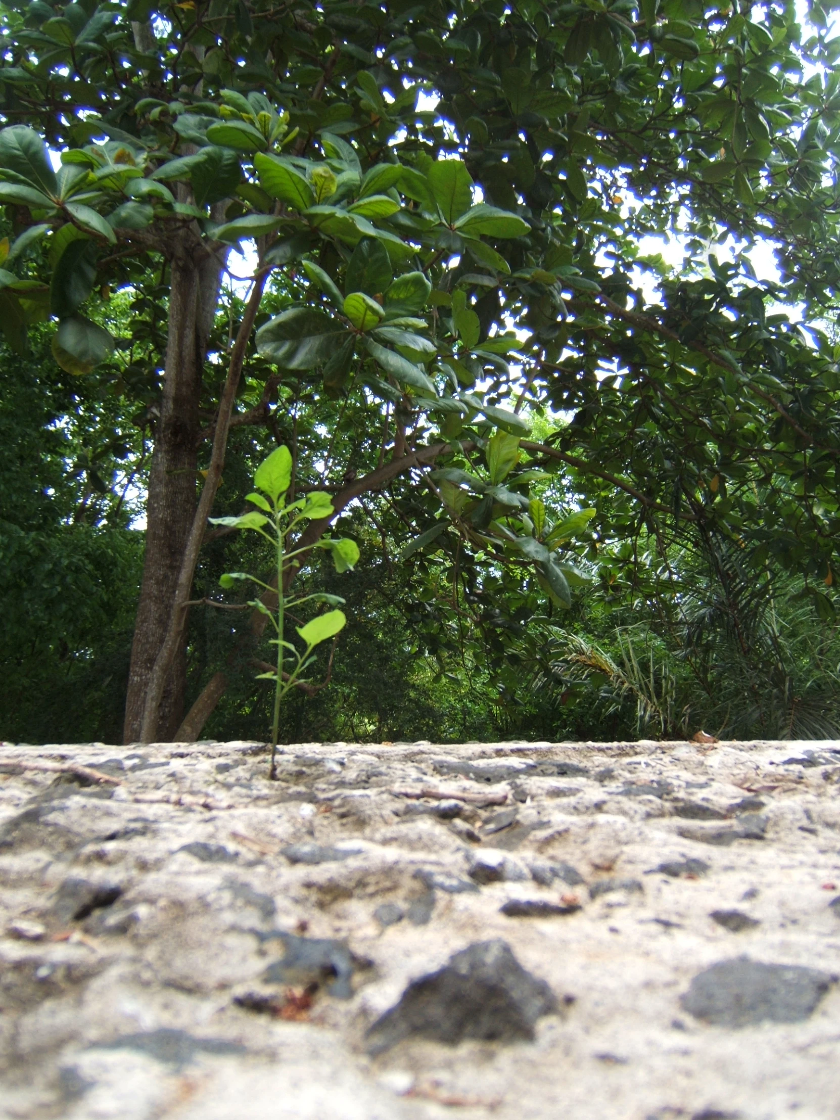 this is a lone leaf from a tree