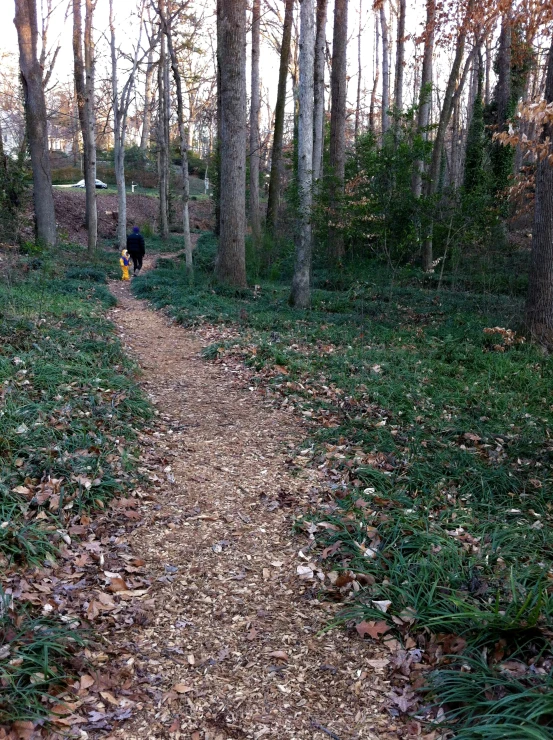 a trail in the woods with a person walking down it