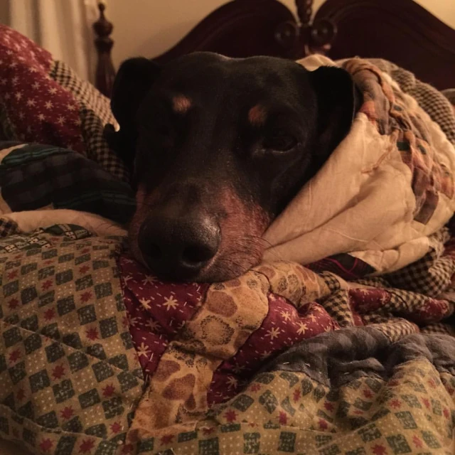 a dog sleeping on a bed that is covered in blankets