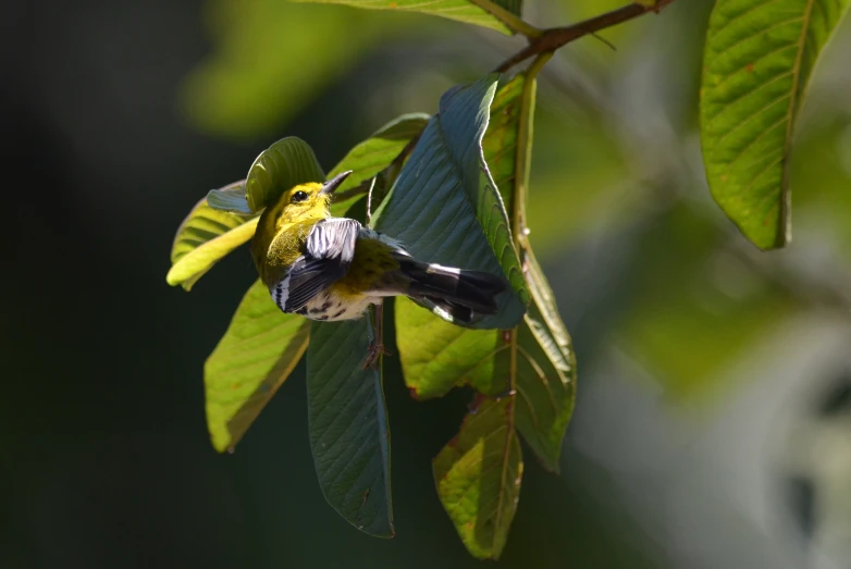 a yellow and black bird sits on a tree nch