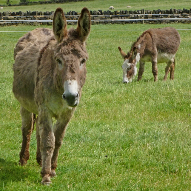 two donkeys standing in a grassy field grazing