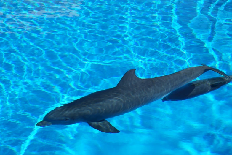 a dolphin swimming through a pool of blue water