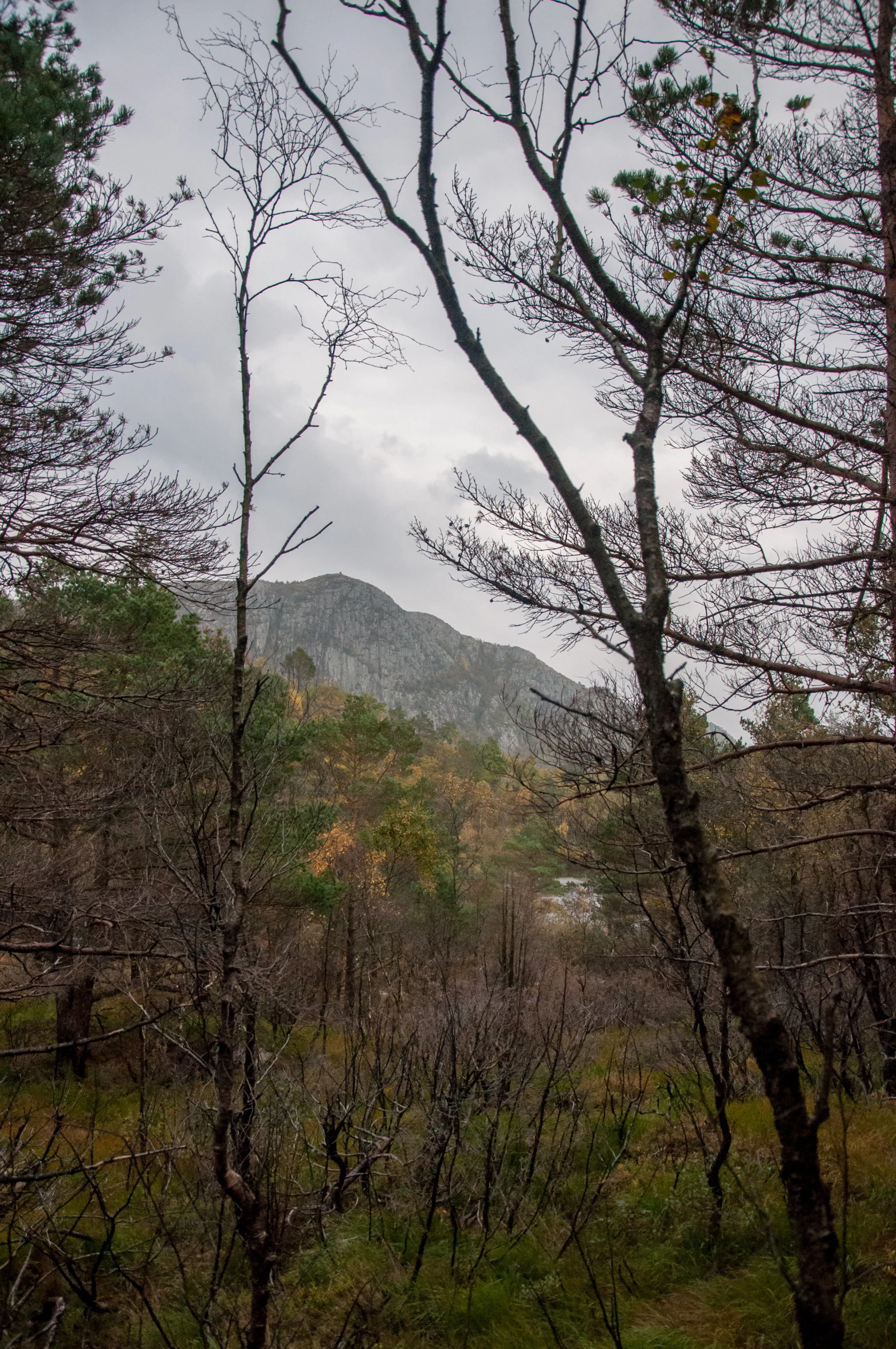 trees and bushes cover a valley in the mountains