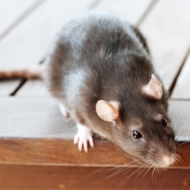 a small rat sitting on top of a wooden floor