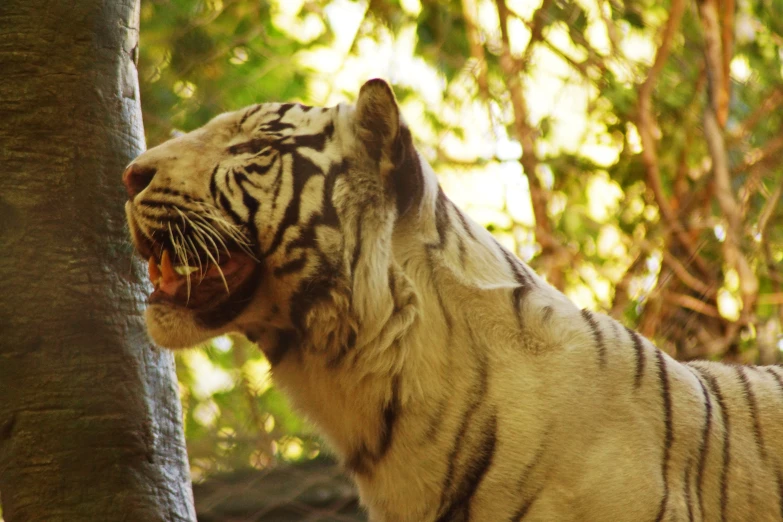 there is a white tiger with it's mouth open by a tree