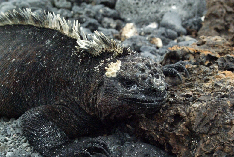 an iguana lies on some lava near a beach