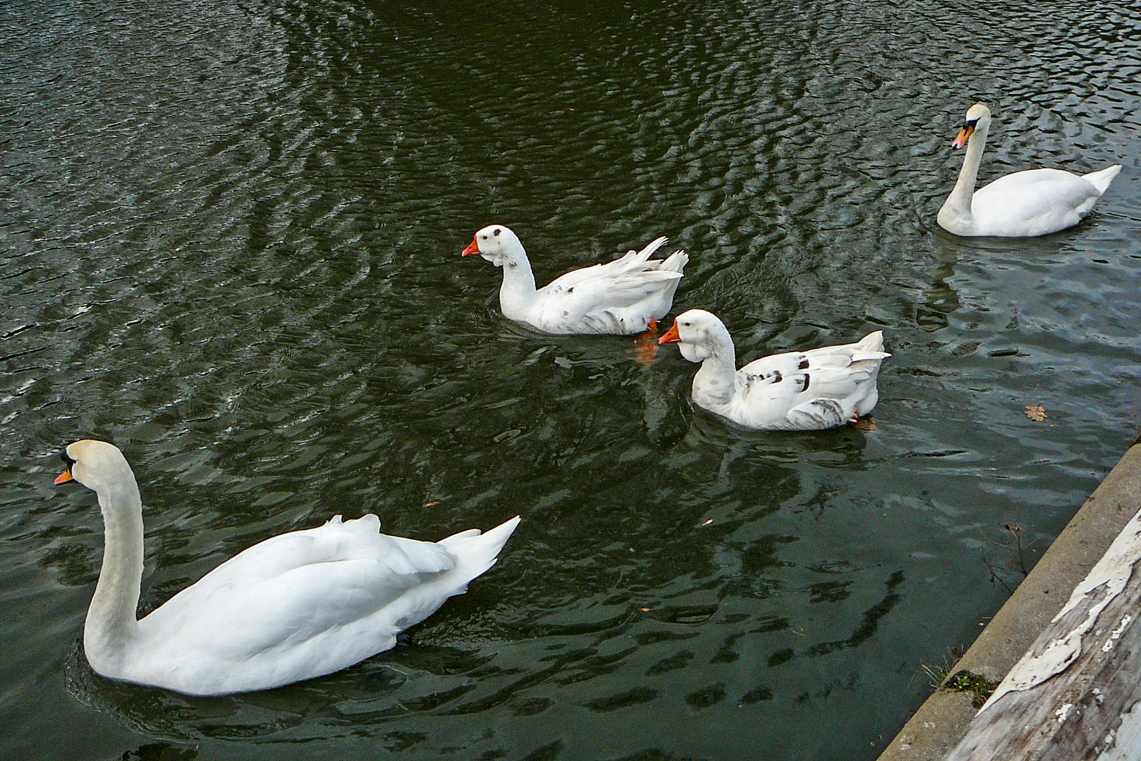 three white swans swimming next to each other in water