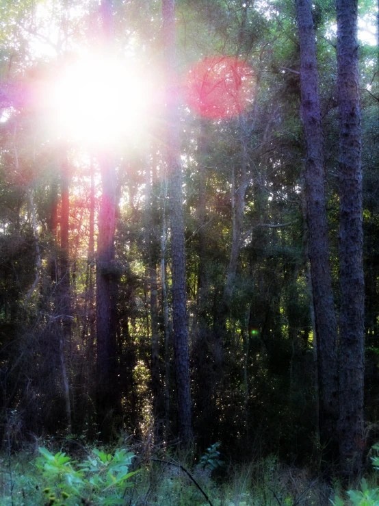 sun peeks through the tall trees in the forest