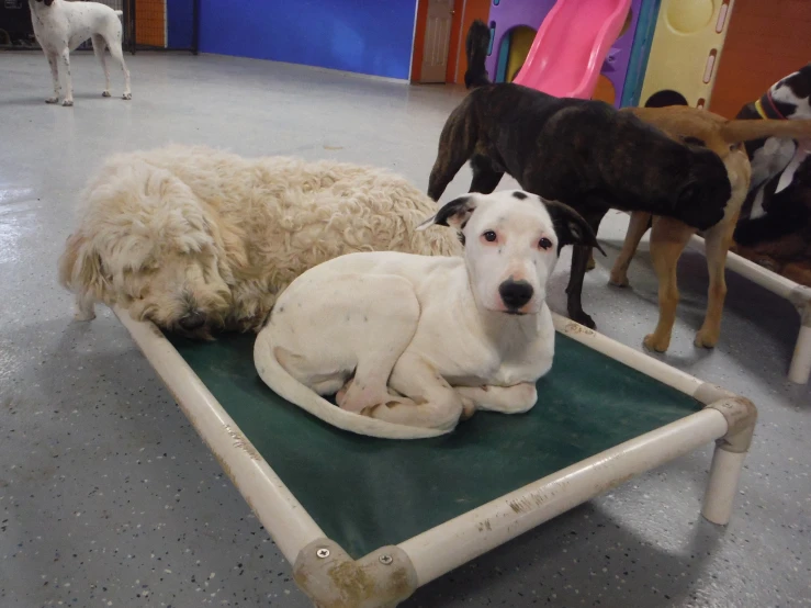 a group of dogs lying next to each other on the floor