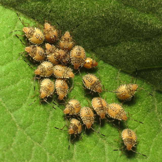 small, white bugs on a green leaf