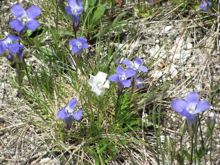 several small purple and white flowers grow on the grass