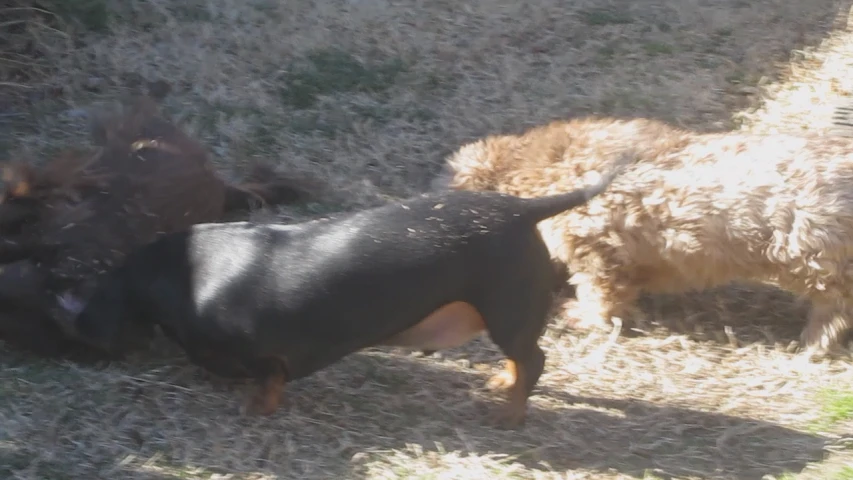 two brown and black dogs are playing together