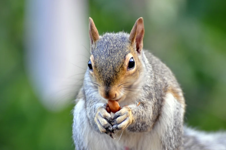 the squirrel is eating soing while standing on the log