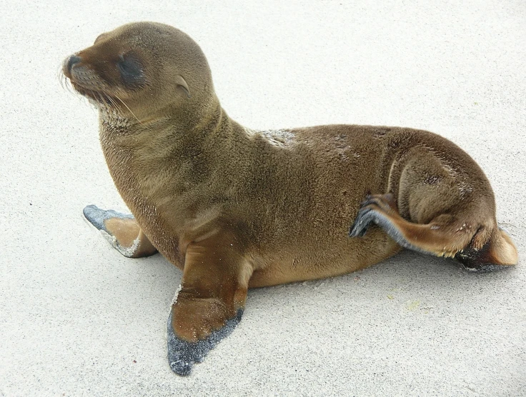 a seal sitting on the ground while playing