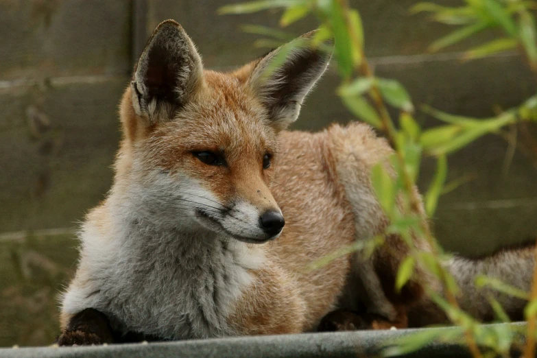 a little fox lying in a fenced enclosure