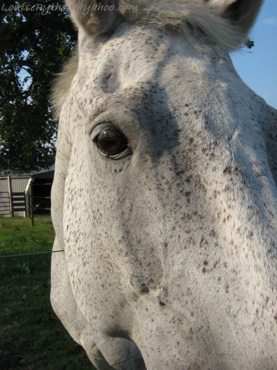 white horse with grey spots on its face
