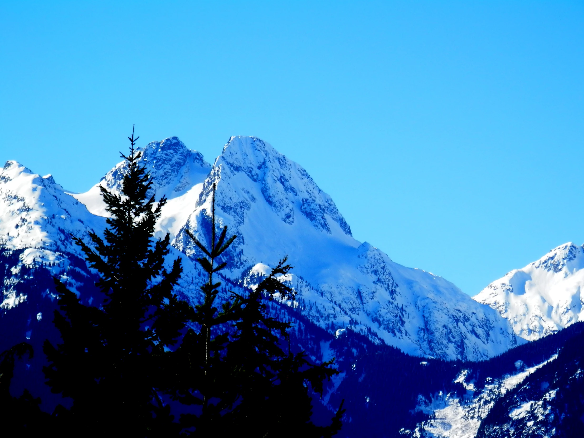 a pine tree standing in front of some snowy mountain peaks