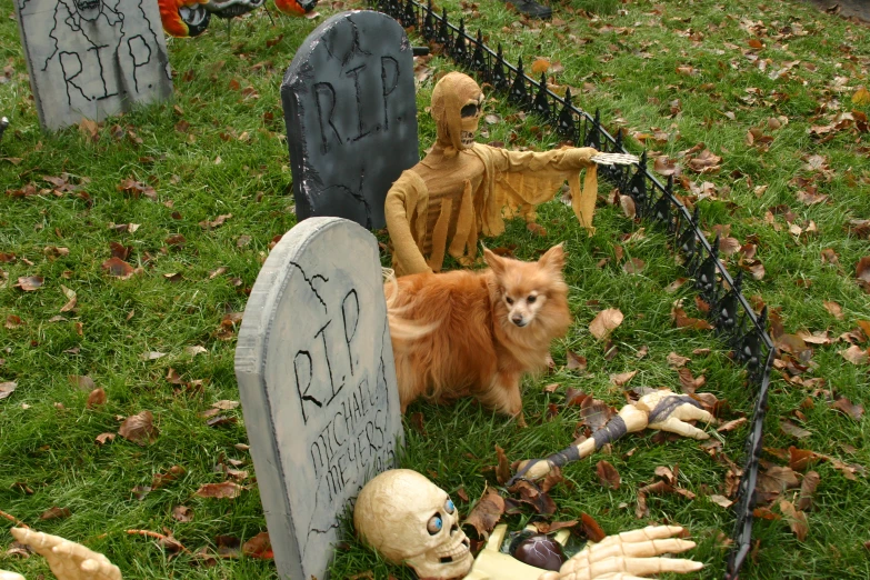 a dog sits amongst halloween heads and creepy hands