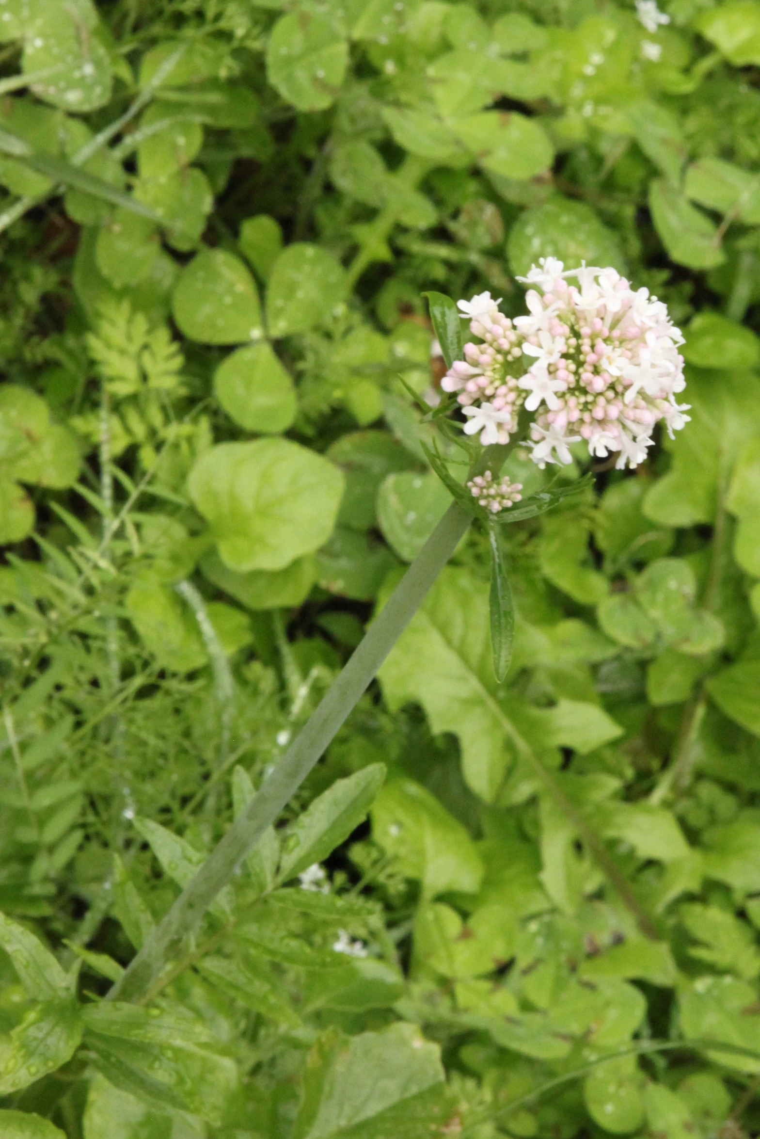 white flowers near green foliage on a sunny day