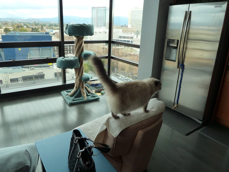 a siamese cat standing in a large window