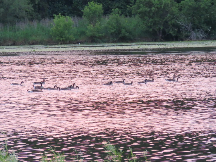 geese swimming in a pink lake with green brush