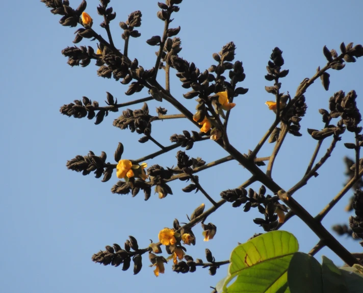 small yellow flowers on a tree nch